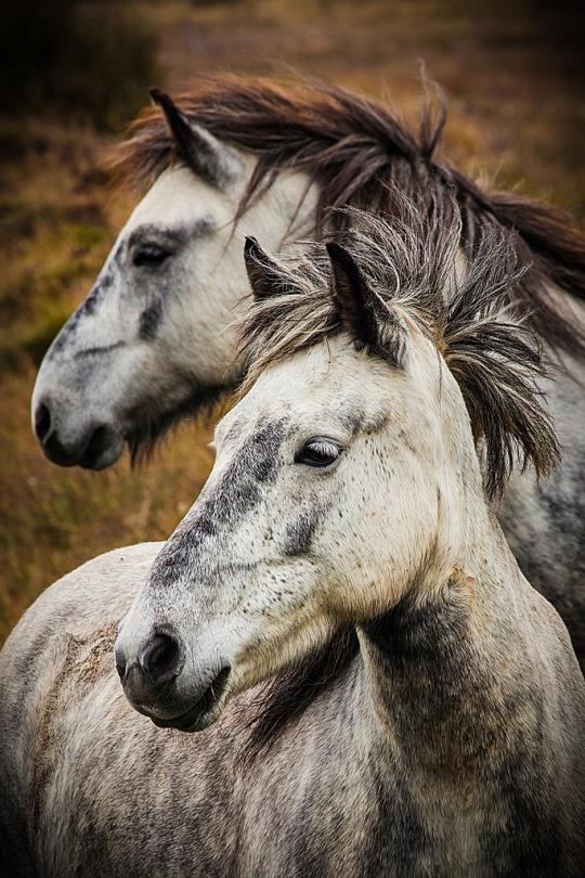 Icelandic Horses by Ernie Vater